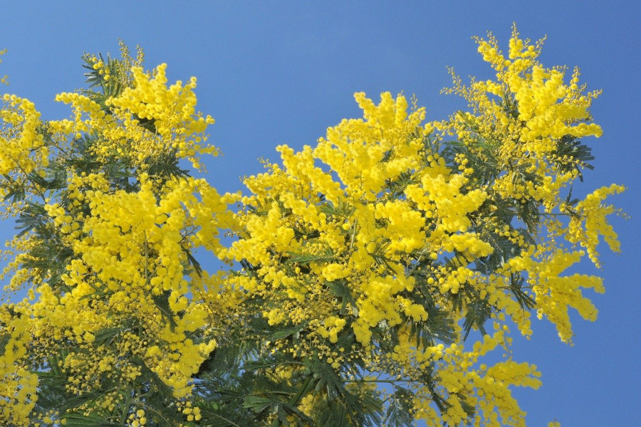 mimosa