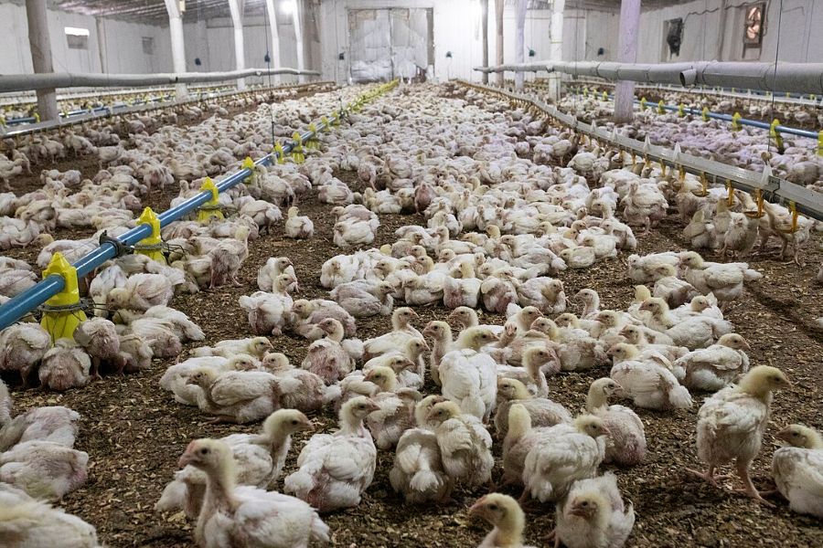 pulcini in allevamento intensivo 