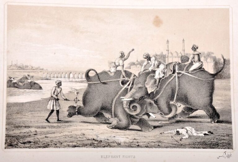 Lotta degli elefanti - Disegno di Fanny Parkes